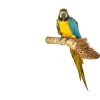 Sky Pet Products Zitstok Bamboo Perch - Vogelverblijven-Toebehoren - per stuk Medium