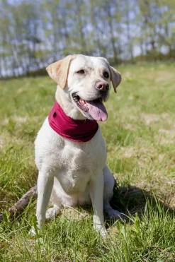 Trixie Insect Shield Bandana Grijs - Anti vlooien en tekenmiddel