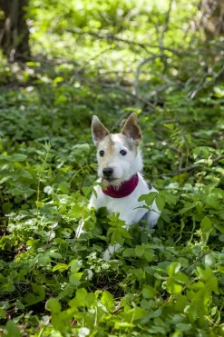 Trixie Insect Shield Bandana Grijs - Anti vlooien en tekenmiddel