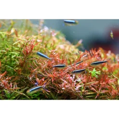 Twinstar Light Ii - Verlichting - 20b