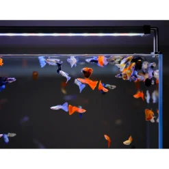 Twinstar Light Ii - Verlichting - 80b