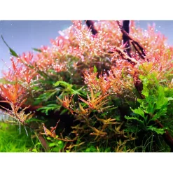 Twinstar Light Iv - Verlichting - 1200ea