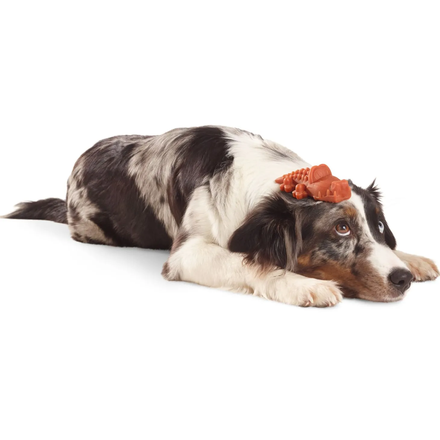 Whimzees Krokodil - Hondensnacks - Denta 8.7 cm Medium